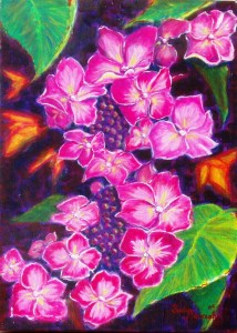 Hydrangea Pink