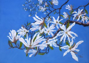 Magnolia Stellata C5 top fold